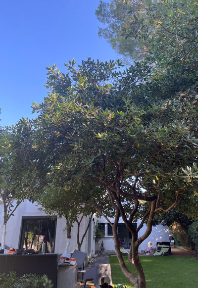 Photo prise après le démontage d'un arbre à Montpellier