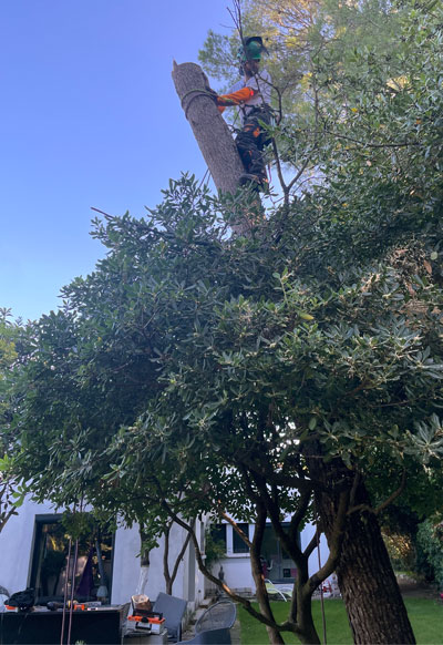 Elagueur accroché à un tronc de pin élagué, appliquant la technique de démontage pour un projet d'abattage d'arbre dans un jardin à Montpellier