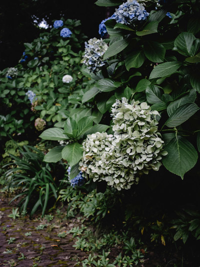 Entretien-Jardin-Montpellier-plantation Baie d'hortensia en fleur.Exemple d'entretien de jardin à Montpellier et plantations