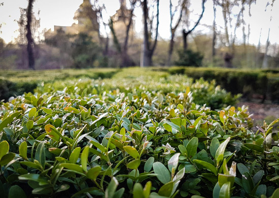 Entretien-jardin-Montpellier---taille-haies Haie basse taillée parfaitement
