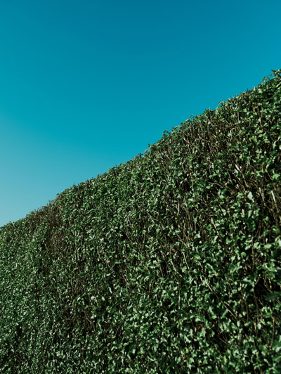 Jardin-taille-haies-Montpellier Haie taillée avec précision sous un ciel bleu, exemple de service de taille de haies à Montpellier