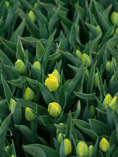 Jardinage-sur-Montpellier Plantation de tulipes jaunes en pleine croissance, service de jardinage à Montpellier.