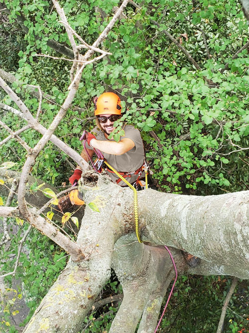 Qui-sommes-nous-Alban-500x667 Prise de vue plongeant sur un élagueur souriant suspendu à un arbre et entouré de feuillage,