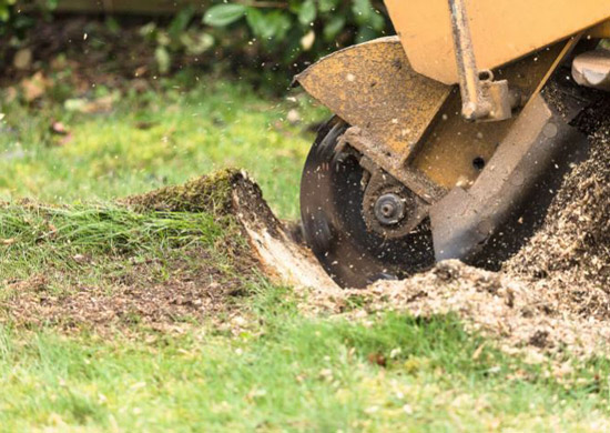 Rognage-souche Technique de dessouchage d'arbre à Montpellier par rognage de souche