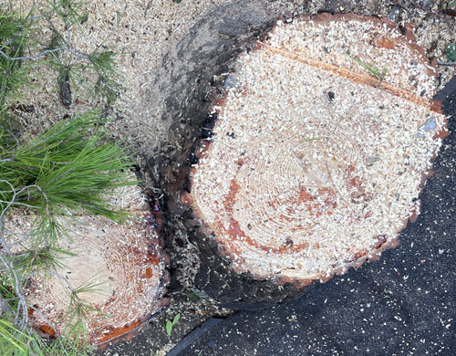 Deux souches d'arbres fraichement coupées suite à une chantier d'abattage sur Castelnau le lez
