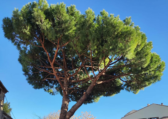 Arbre-apres-elagage Vue après élagage d'un pin sur Montpellier