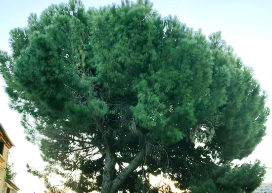 Arbre-avant-elagage Photo d'un pin prise avant un elagage à Montpellier