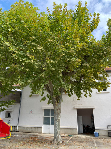 Elagage-arbre-Platane-Avant Photo d'un platane dans une cour à Montpellier prise avant élagage