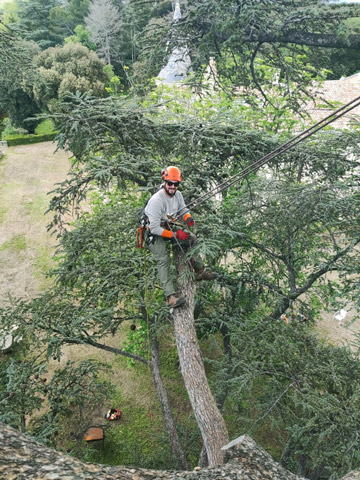 Elagage-cedre-montpellier Elagueur marchant sur une branche en hauteur sur un grand cèdre à Montpellier