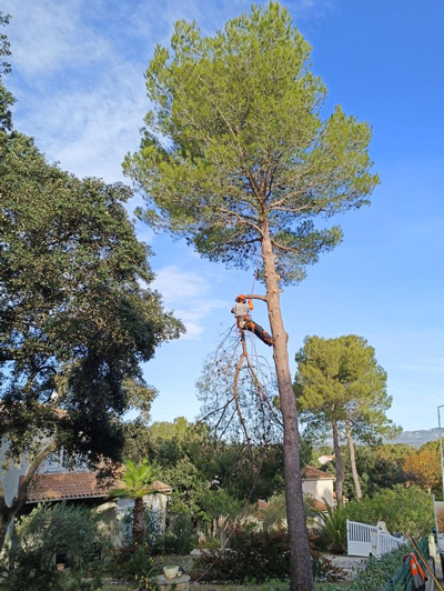 elagage-arbre Dans un jardin d'un particulierà Montpellier, un elagueur taille une branche d'arbre